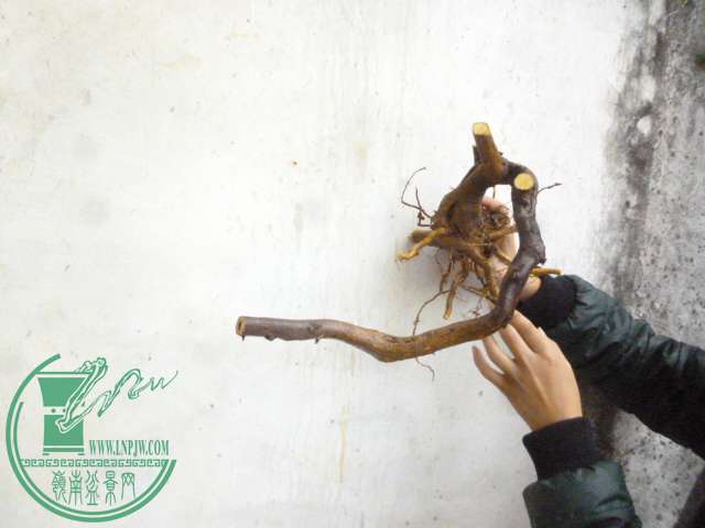 P1150267.JPG