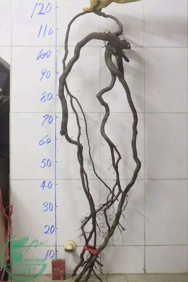 psb (8).jpg