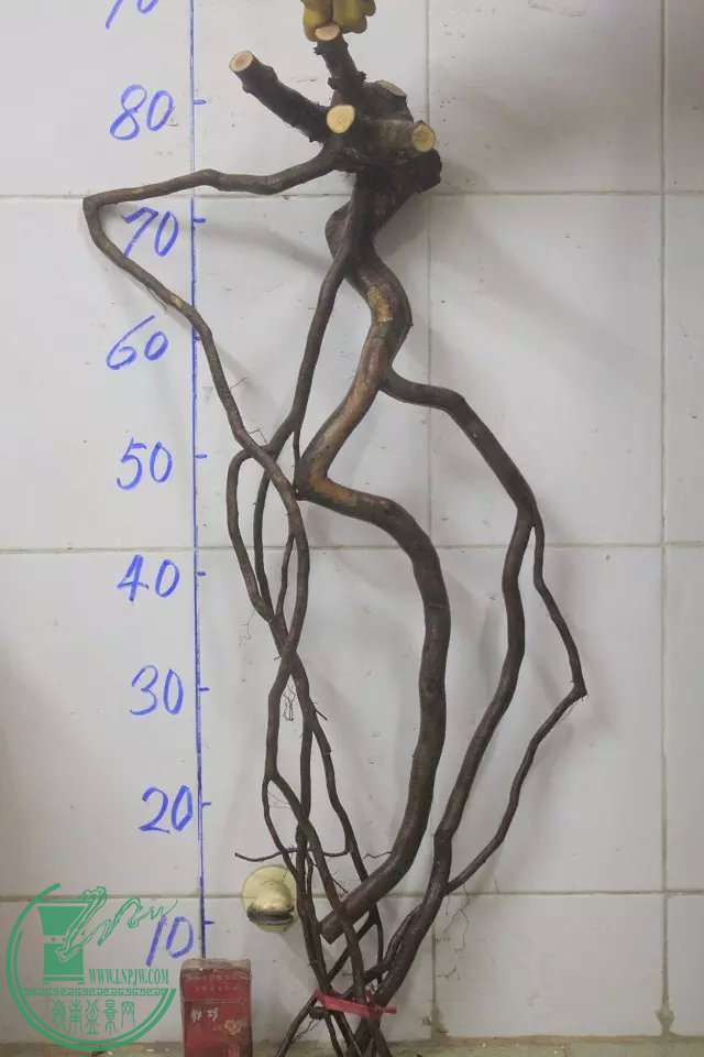 psb (9).jpg