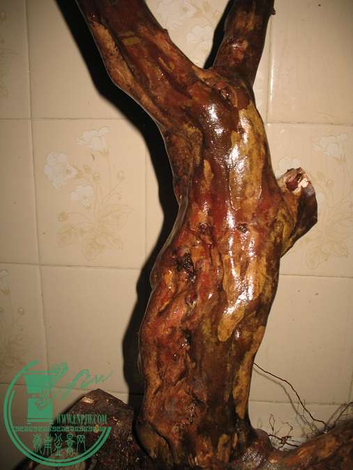 010.JPG