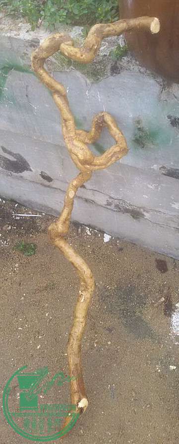 12_.jpg