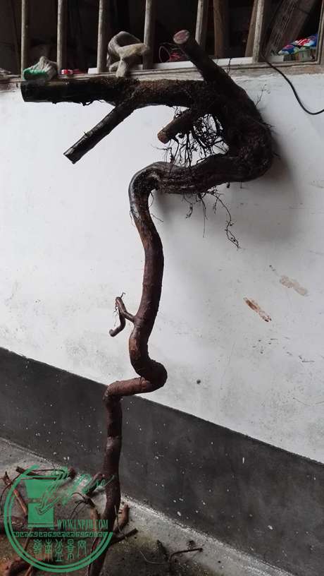 Ƭ 068.jpg