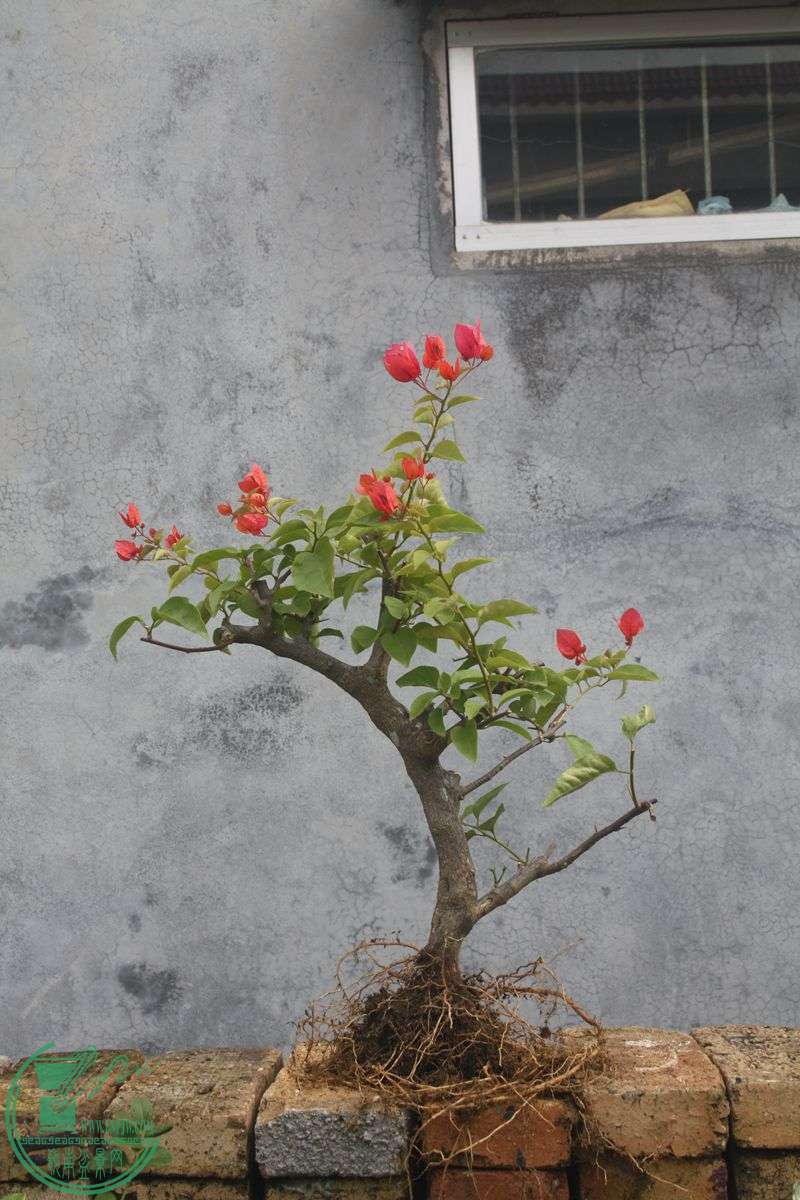 Ƭ20131026ۺ 380.jpg