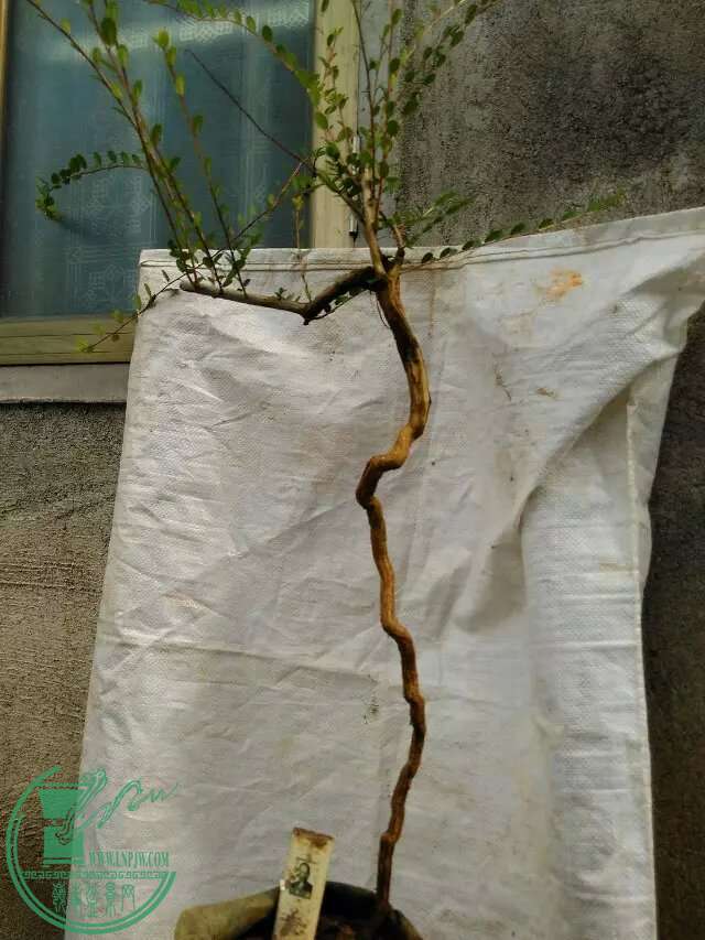 365