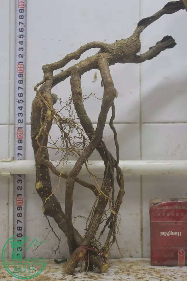 psb (22).jpg