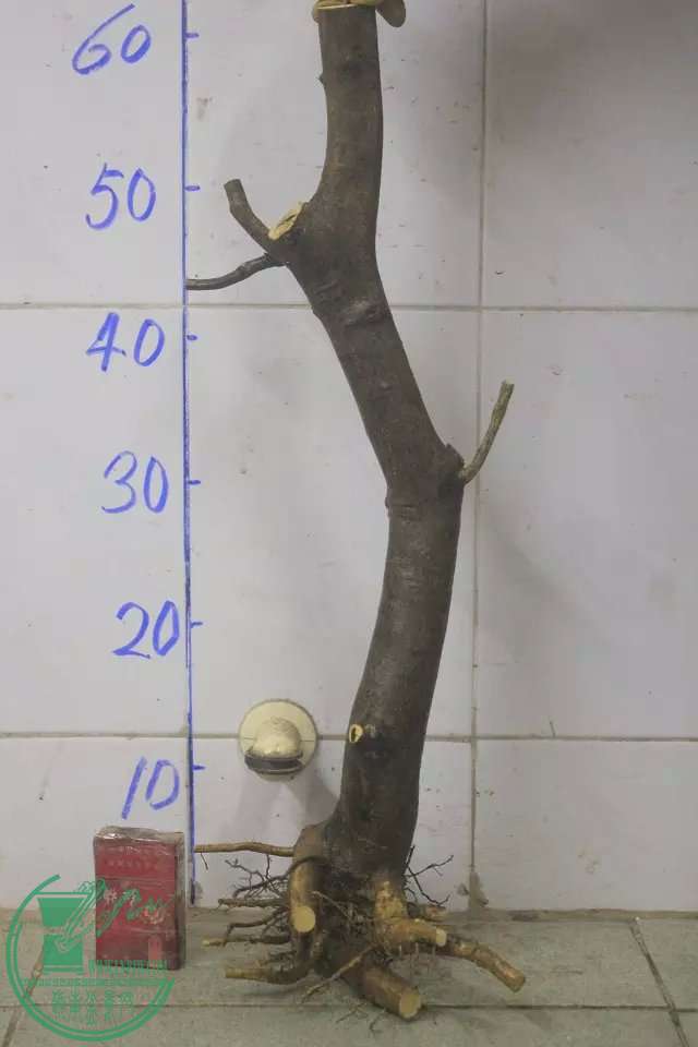 psb (9).jpg