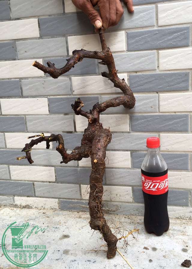 image.jpeg