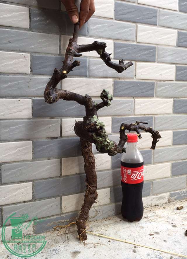 image.jpeg