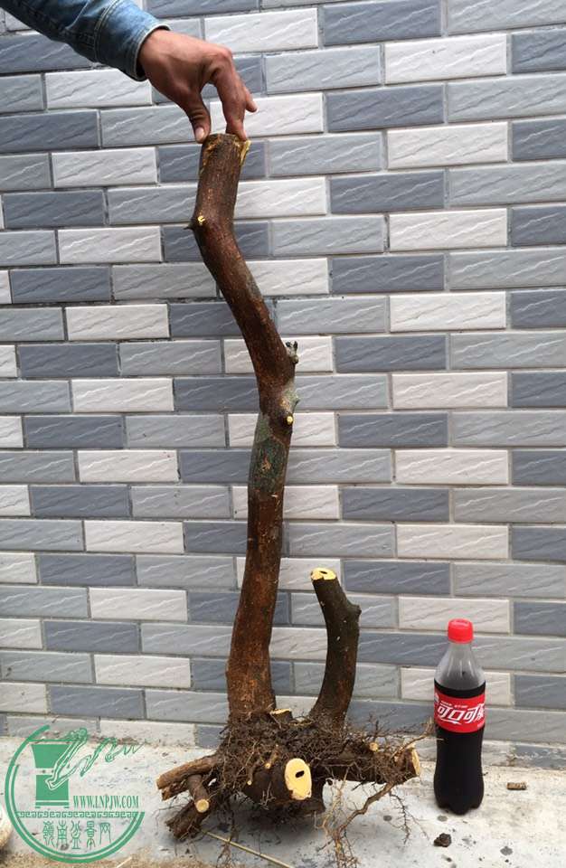 image.jpeg