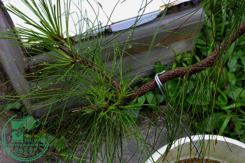 DSCF2531.JPG