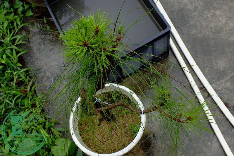DSCF2536.JPG