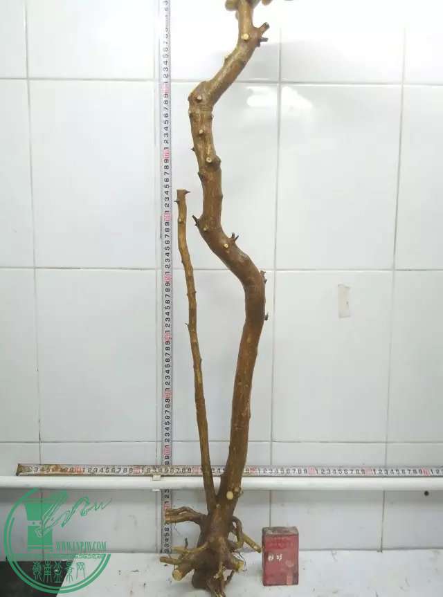psb (9).jpg