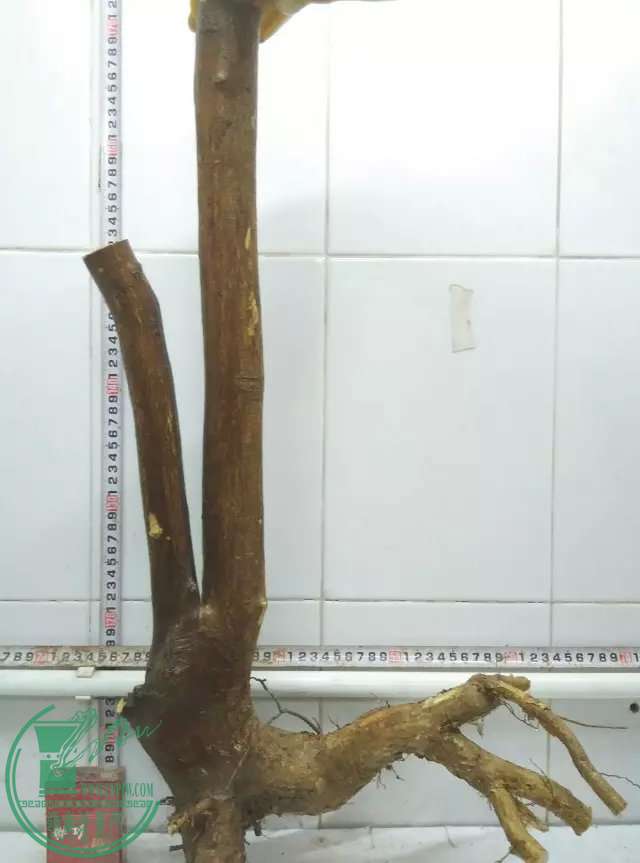 psb (2).jpg