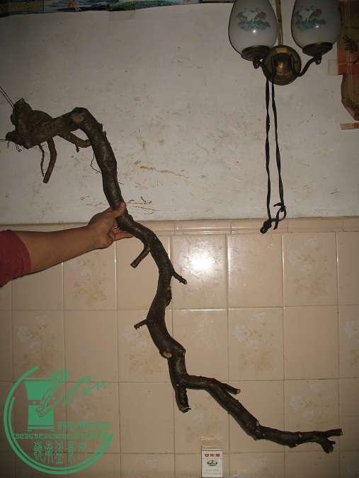 011.JPG