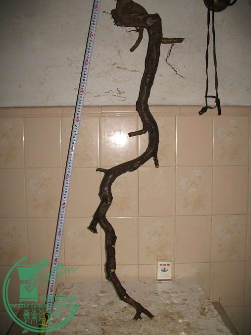 006.JPG