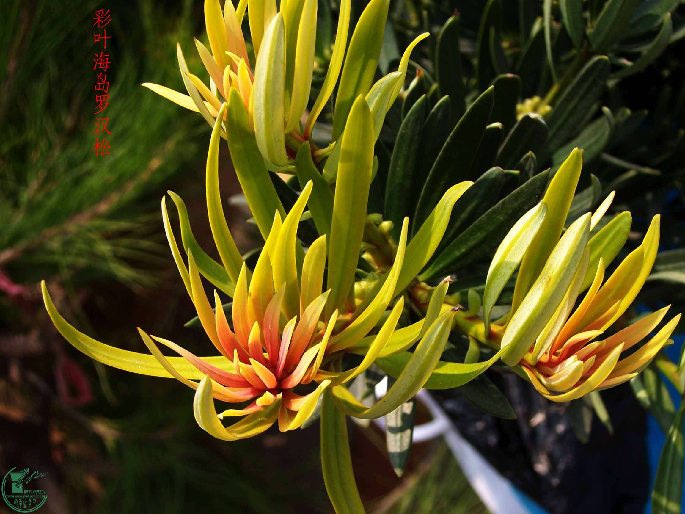 Ҷ޺ -2009.5..jpg