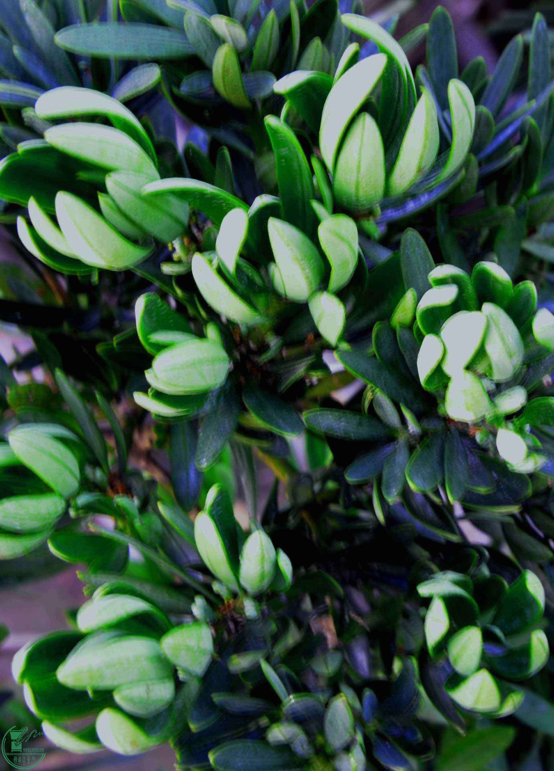 ջҶĺ޺Ҷ2011.5.5..jpg