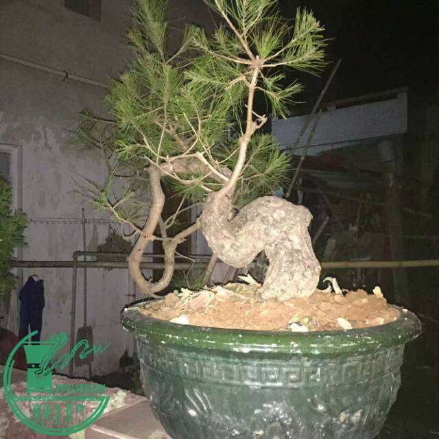 142053kd1d5bh5bcpsfqms_jpg_thumb.jpg