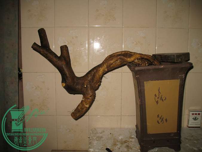 010.JPG