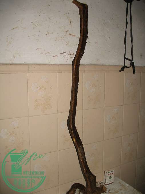 005.JPG