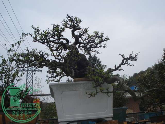 DSC01595.JPG