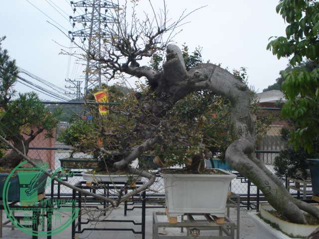 DSC01599.JPG