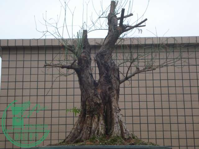 DSC01610.JPG