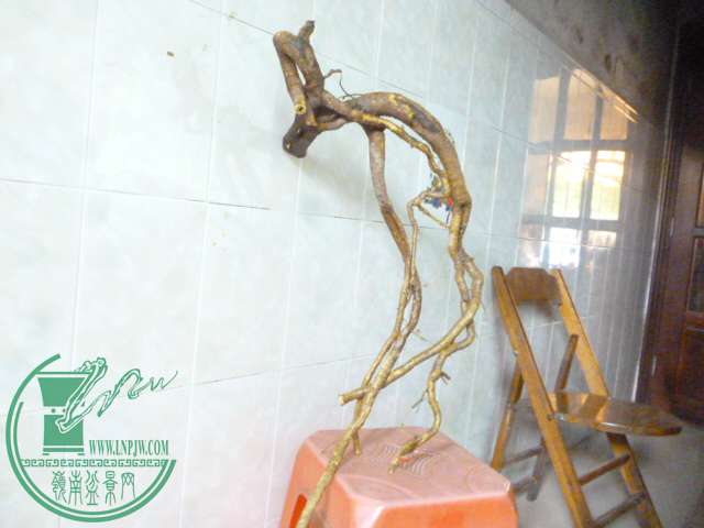 P1150299.JPG