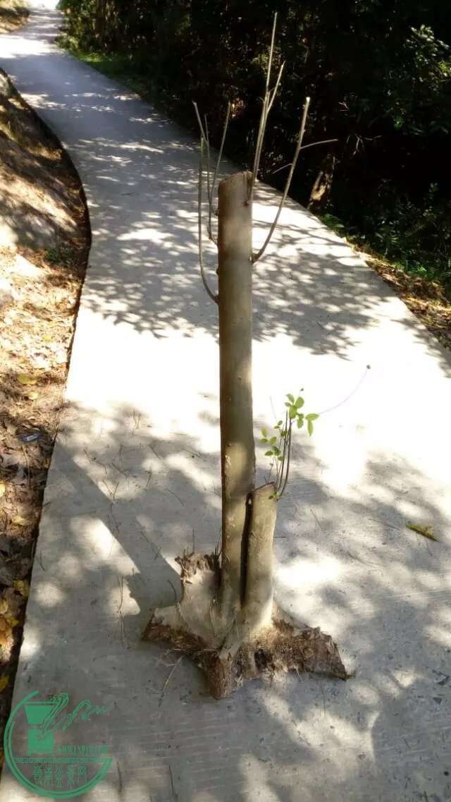 psbCALYFAVZ.jpg