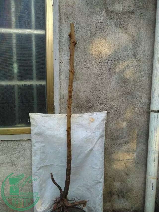 183
