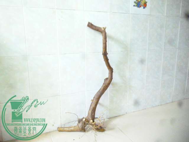 P1150306.JPG