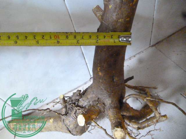 P1150308.JPG