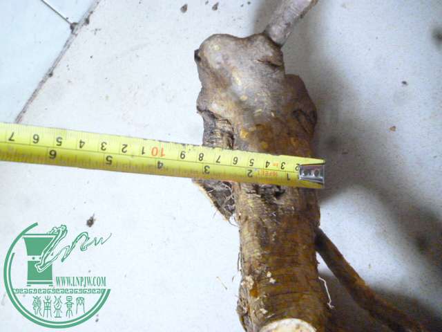 P1150340.JPG
