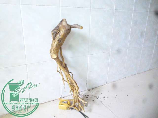 P1150336.JPG
