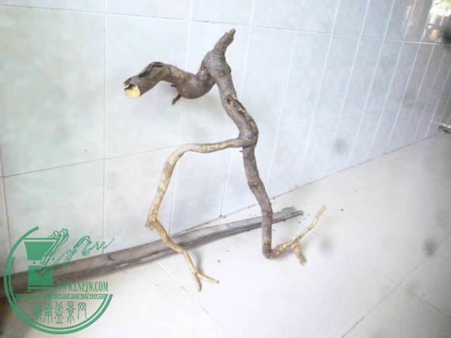 P1150331.JPG