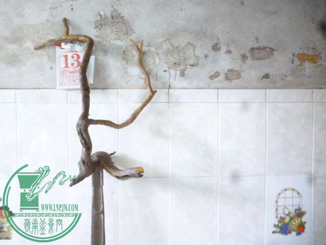 P1150325.JPG
