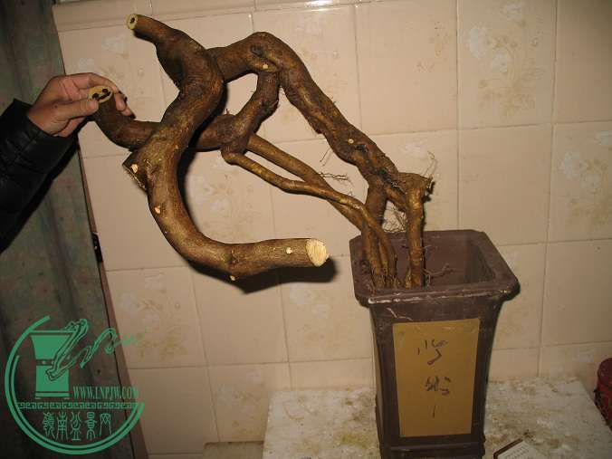 015.JPG