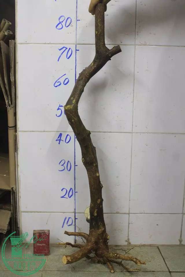 psb (2).jpg