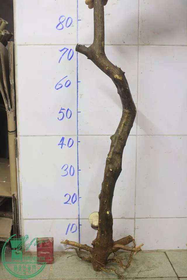 psb (3).jpg