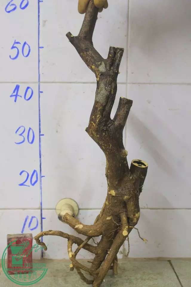 psb (8).jpg