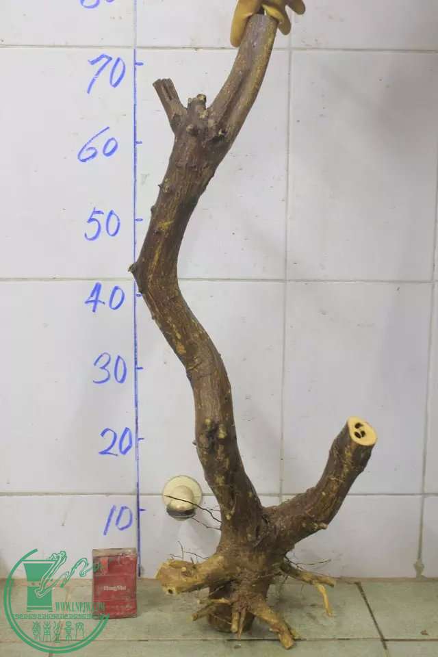 psb (12).jpg