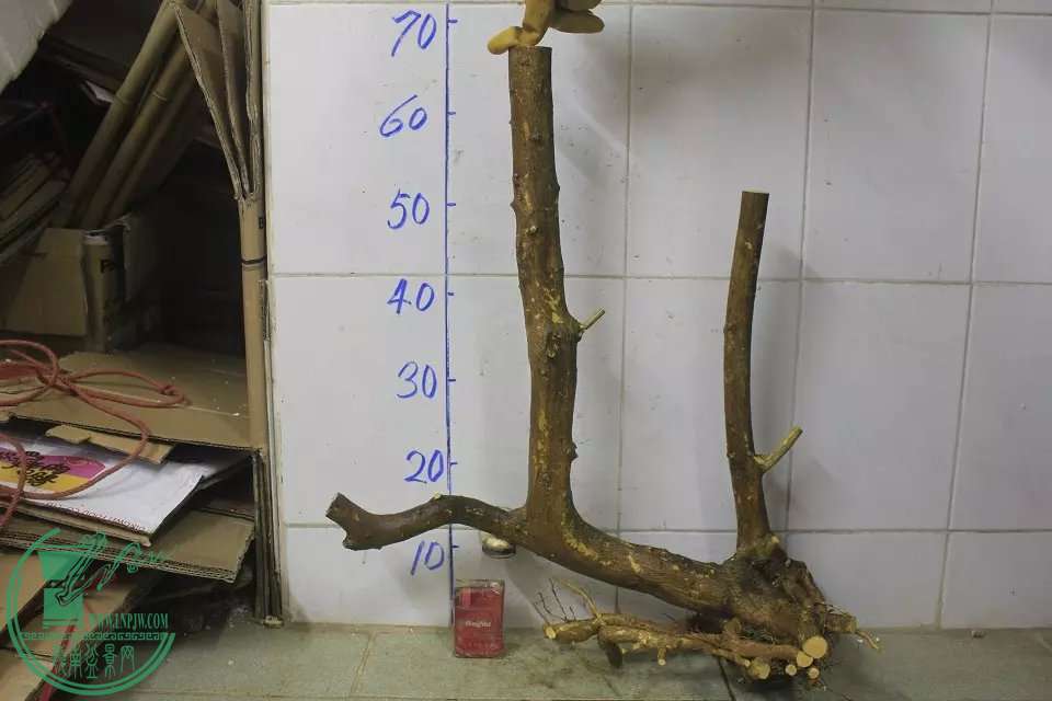 psb (12).jpg