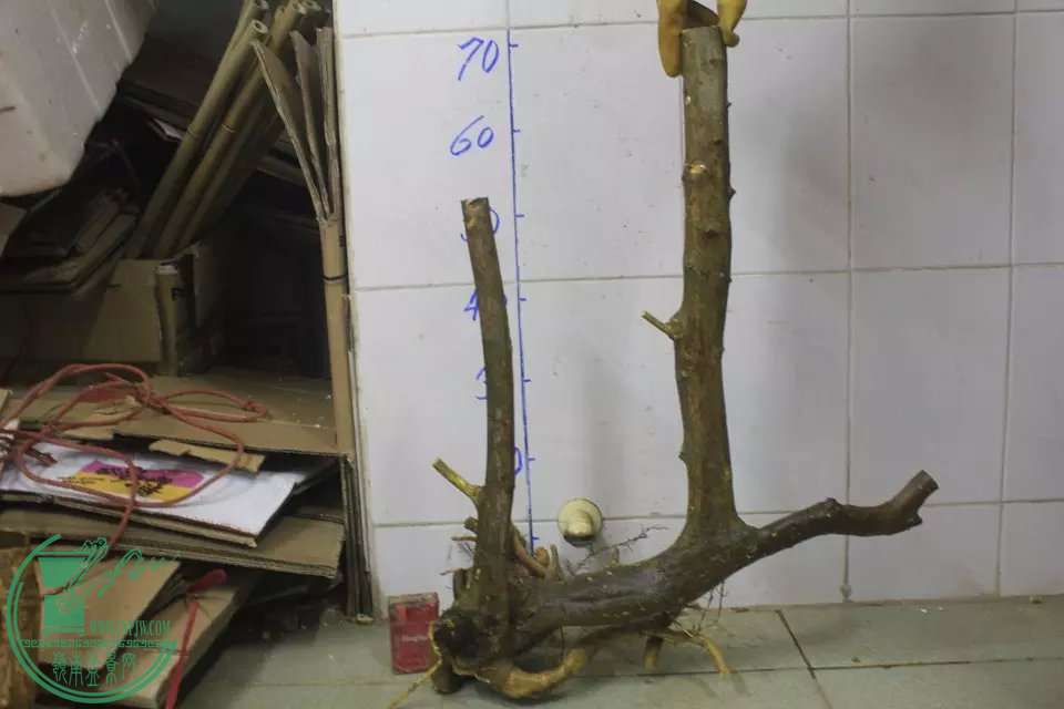 psb (13).jpg
