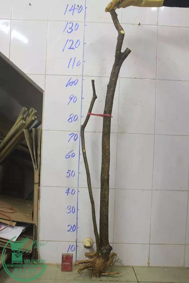 psb (8).jpg