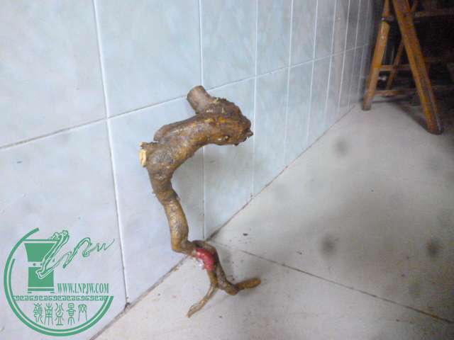P1150383.JPG