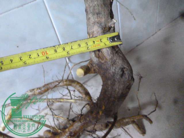 P1150377.JPG