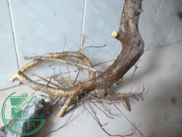 P1150376.JPG