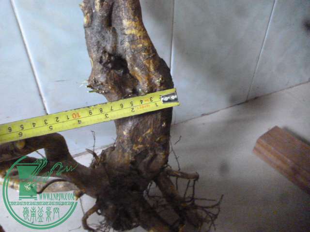 P1150361.JPG