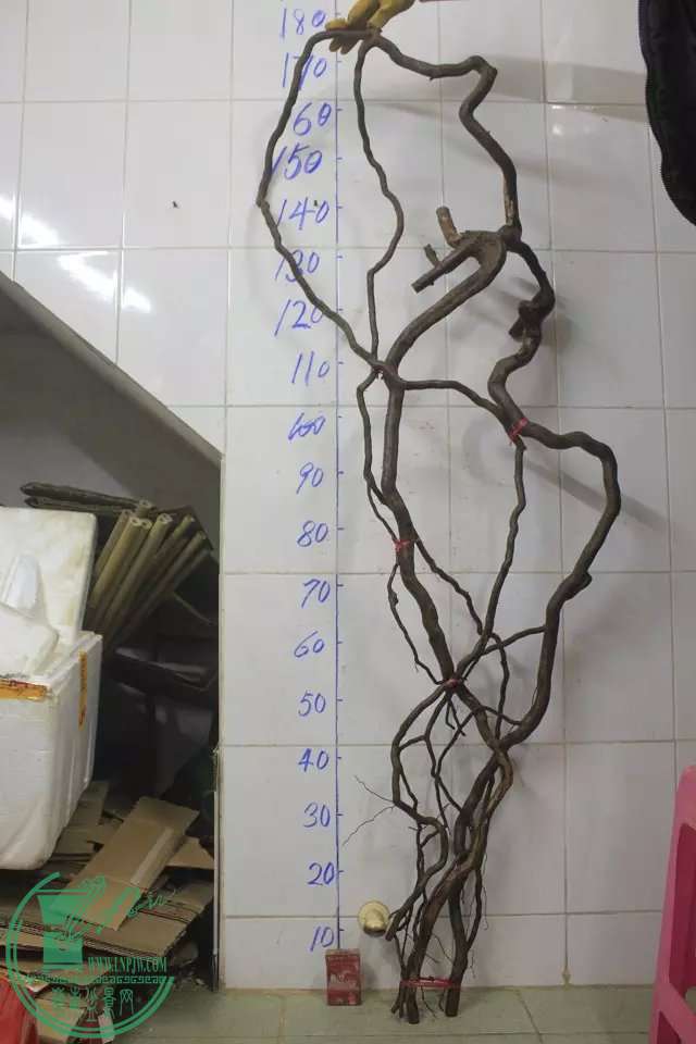 psb (2).jpg