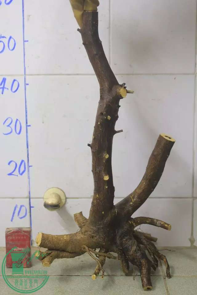 psb (19).jpg